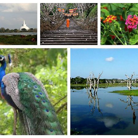 Hotel Flamingo Anuradhapura Zewnętrze zdjęcie