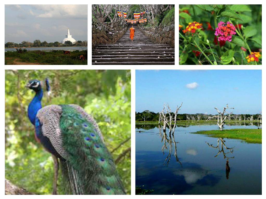 Hotel Flamingo Anuradhapura Zewnętrze zdjęcie