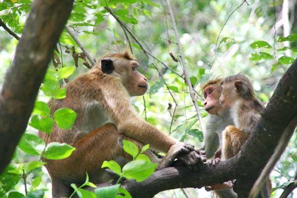 Hotel Flamingo Anuradhapura Zewnętrze zdjęcie